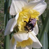 2150_09 Hummel in der Blüte einer gelben Narzisse, Osterglocke. | Fruehlingsfotos aus der Hansestadt Hamburg; Vol. 2